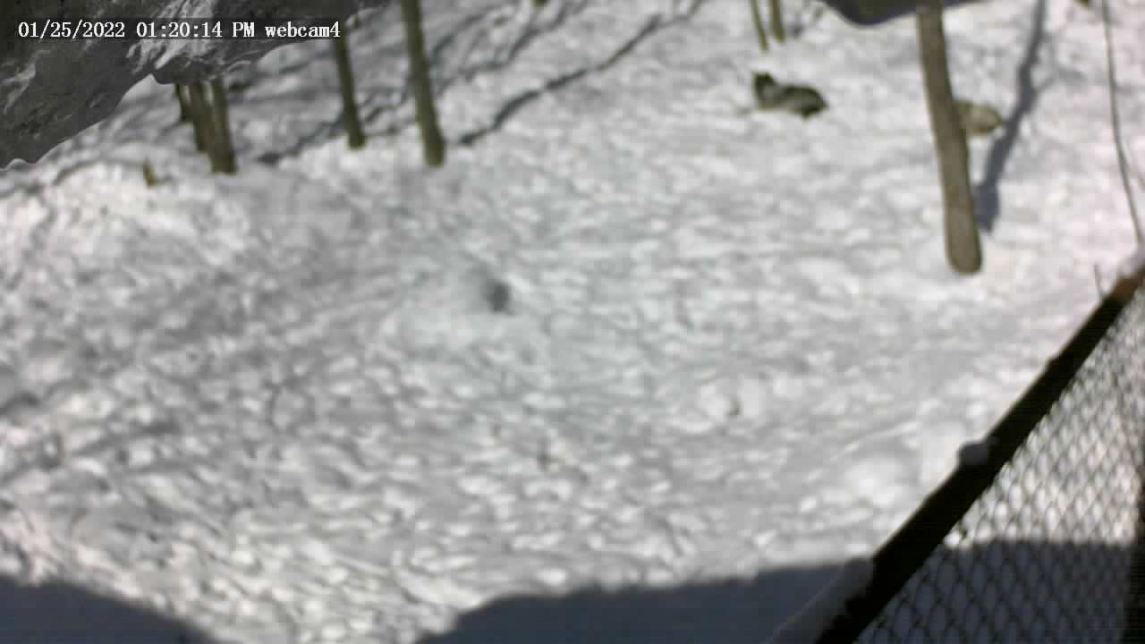 Live Wolfcam showing semi wild wolves