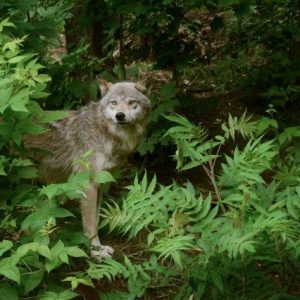 Wolf Centre – Fall
