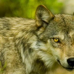 Wolf Centre – Summer