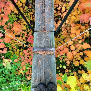 Canopy Tour – Fall
