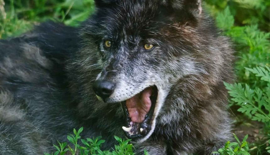 Wolf Pack Release (5)