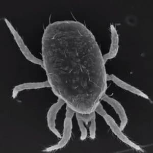 Mighty Mites and Their Impact on the Forest
