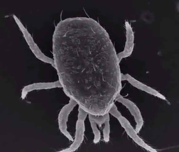 Mighty Mites and Their Impact on the Forest