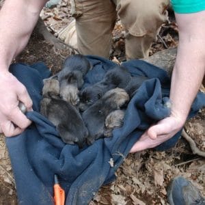 New Wolf Puppies Born at Haliburton Forest