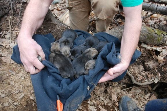 New Wolf Puppies Born at Haliburton Forest