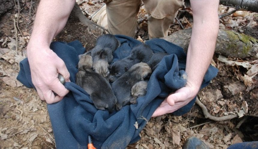 New Wolf Puppies Born at Haliburton Forest New Wolf Puppies Born at Haliburton Forest