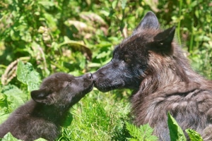 2 - Brotherly Love - Onyx and Pepper or Piper - by Loma Wilhelm