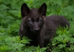 Black wolf pup small