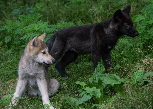 2016 Wolf pups Quinn and Quest