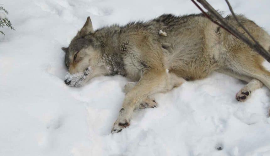 Wolf Pack Release (4)