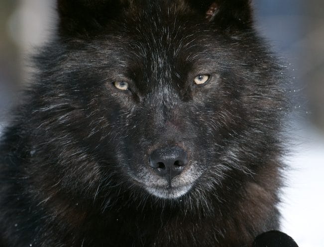 Criminal Wolf Pack Release (1) Criminal Wolf Pack Release (1)