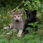 2 wolf pups 2016