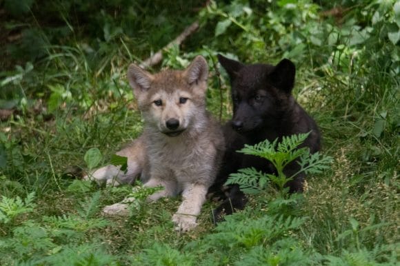 2016 Wolf Pup Naming Contest