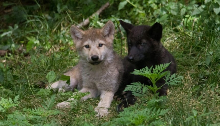 2016 Wolf Pup Naming Contest