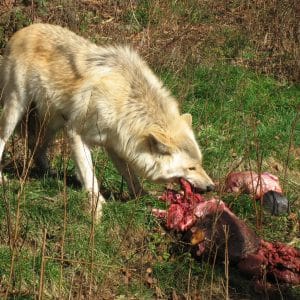 Feeding Fang