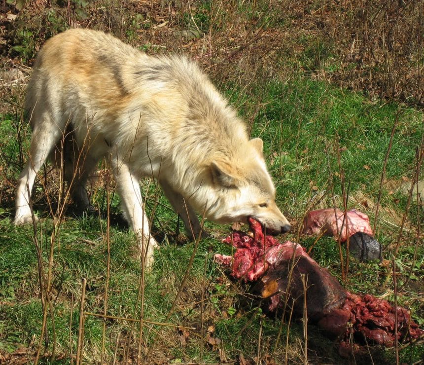 Feeding Fang