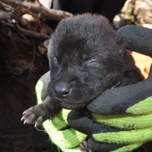 Seven Wolf Pups Born