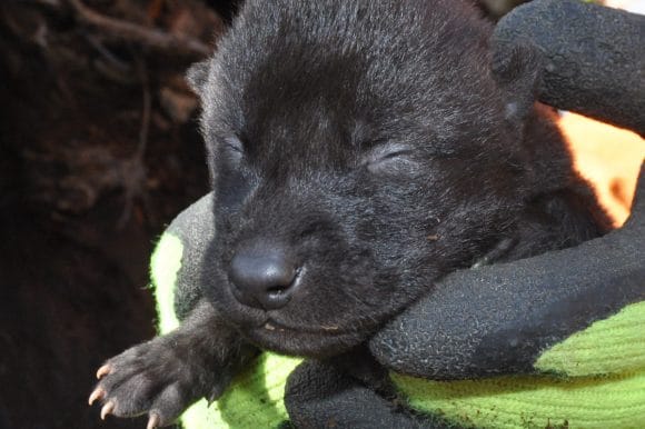 Seven Wolf Pups Born