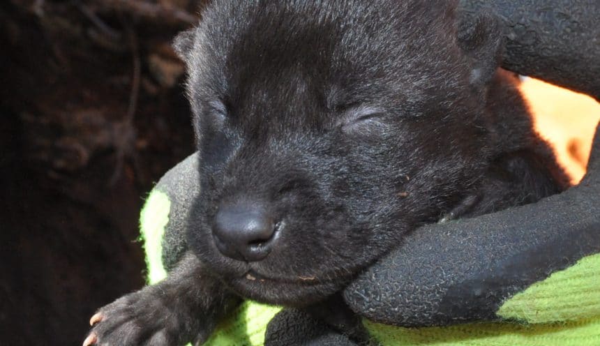 Seven Wolf Pups Born