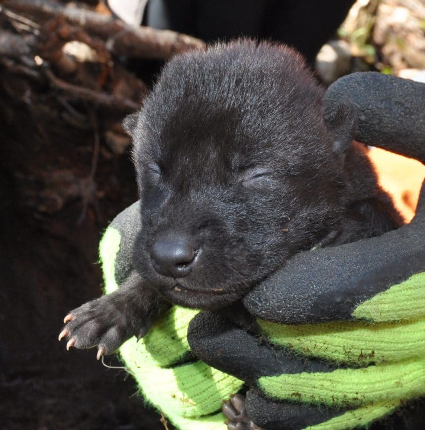 Seven Wolf Pups Born