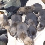 A new generation of wolf pups