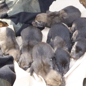 A new generation of Wolf Pups at the Haliburton Forest Wolf Centre