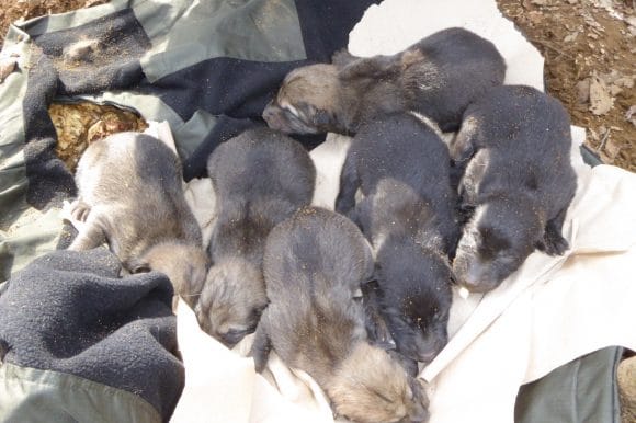 A new generation of Wolf Pups at the Haliburton Forest Wolf Centre