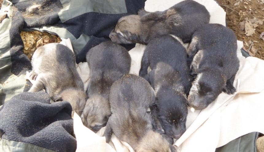A new generation of Wolf Pups at the Haliburton Forest Wolf Centre