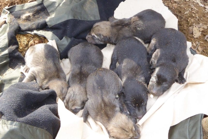 A new generation of Wolf Pups at the Haliburton Forest Wolf Centre