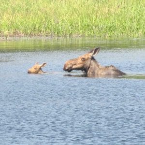 Moose Family