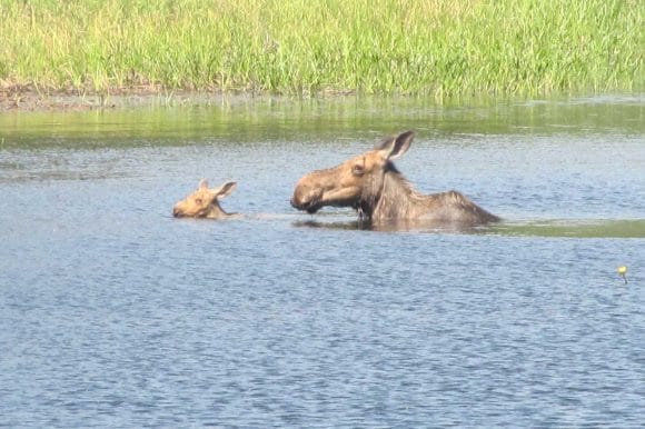 Moose Family