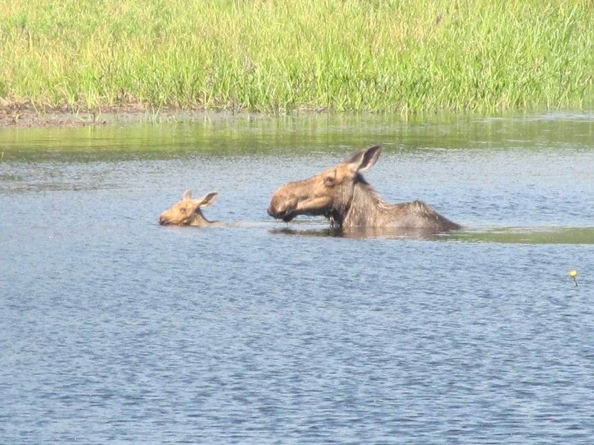 Moose Family