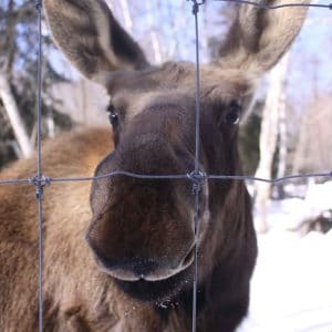 Hershe – Haliburton Forest’s resident moose is developing well!