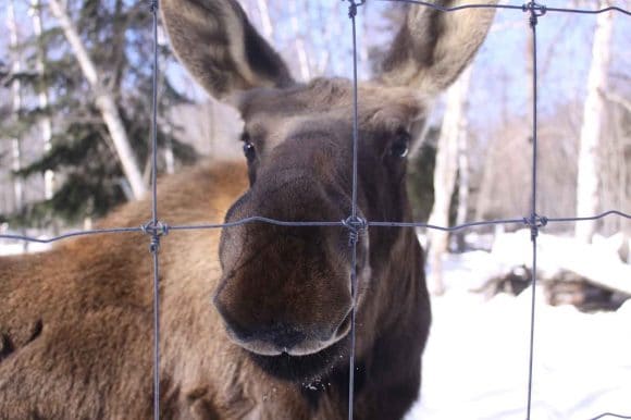 Hershe – Haliburton Forest’s resident moose is developing well!