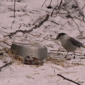 Gray Jays a.k.a. "Whiskeyjacks"