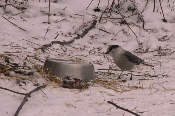 Gray Jays a.k.a. "Whiskeyjacks"