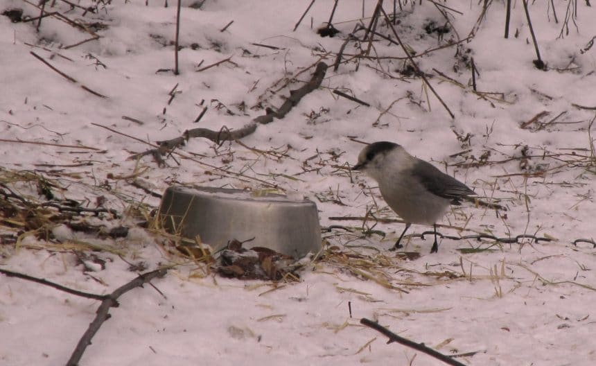 Gray Jays a.k.a. "Whiskeyjacks"