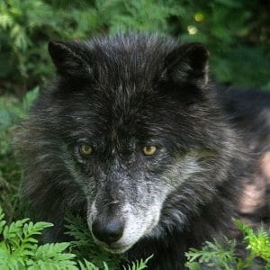 Wolf Pack Release – Last Update