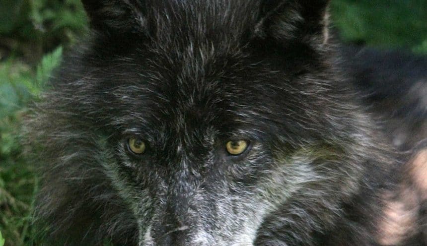 Wolf Pack Release – Last Update