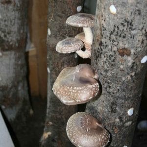 Pet Logs / Shiitake Bolts