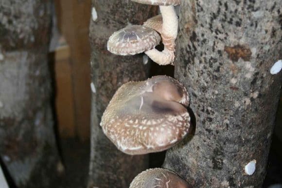 Pet Logs / Shiitake Bolts