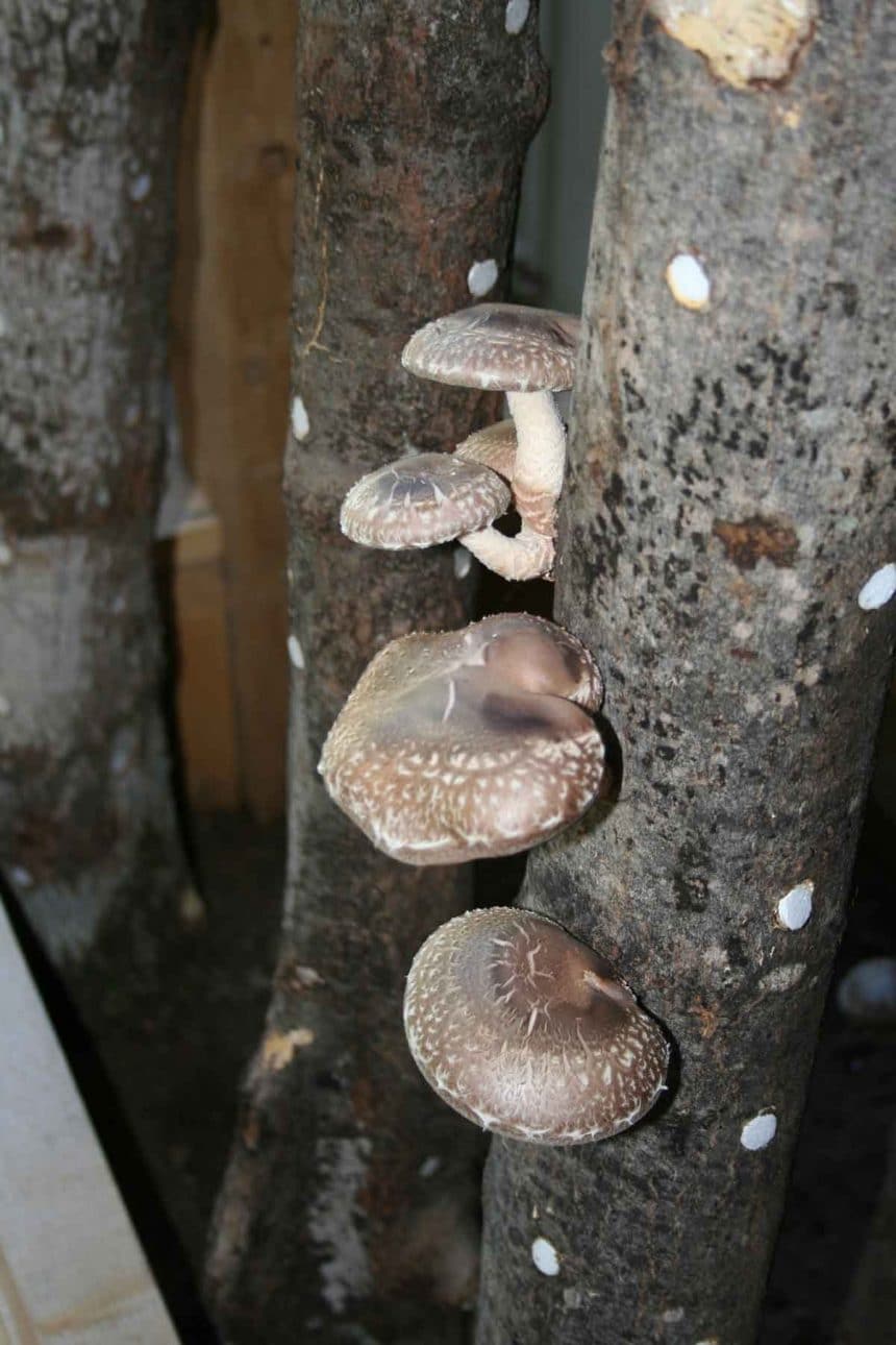 Pet Logs / Shiitake Bolts