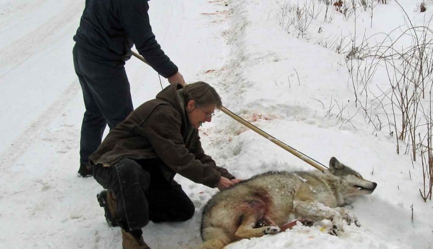 Wolf Pack Release (2) Wolf Pack Release (2)