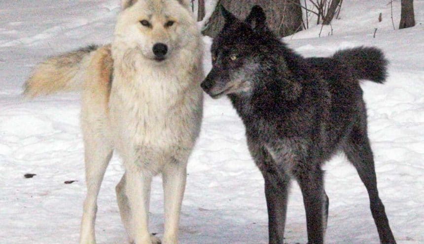 Fang and Luna – A Love Story