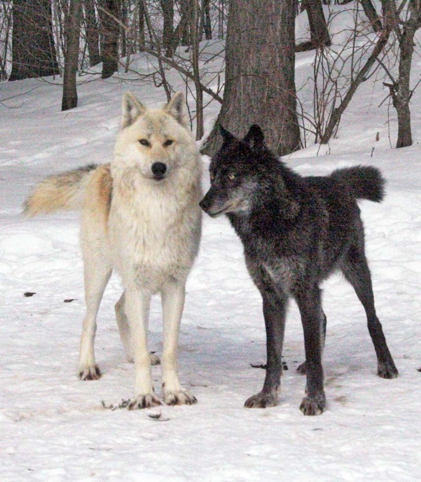 Fang and Luna – A Love Story