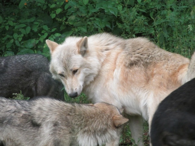 Fang interacting cautiously with the pack