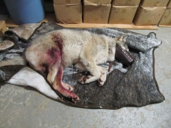 Granite as found at roadside with muzzle tranquilised at Wolf Center