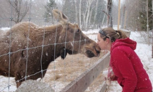 A Kiss for Hershe the Moose