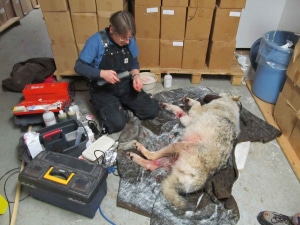 Laurie Brown in the Wolf Center surgery with granite