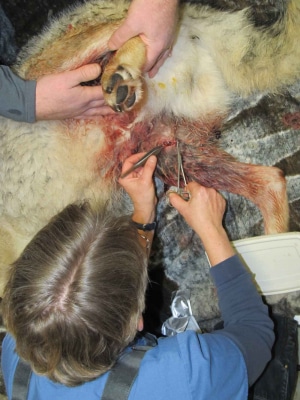 Laurie Brown stitching up the bullet hole